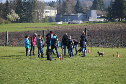 Spass mit Hunden